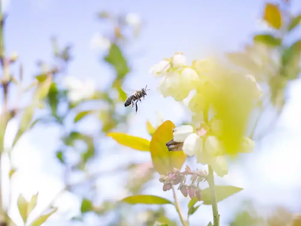 Biene auf Blüte 