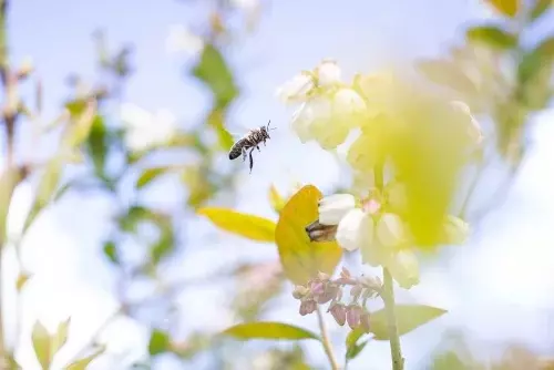 Feld mit Bienen