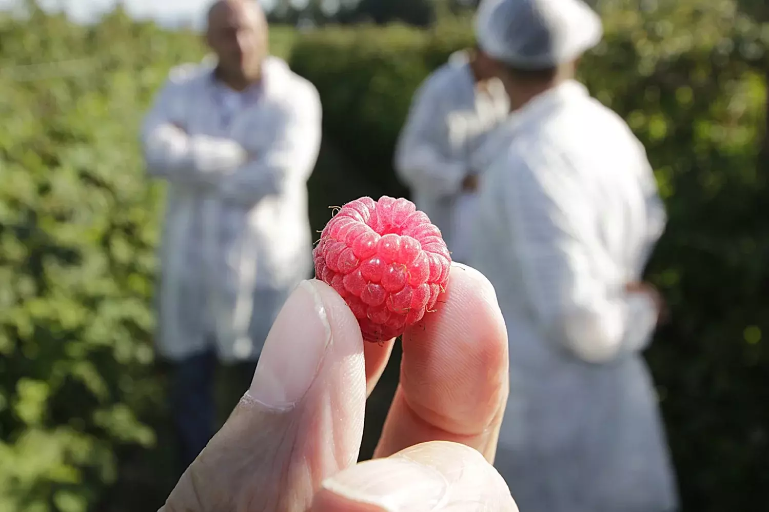 Himbeeren frisch vom Feld