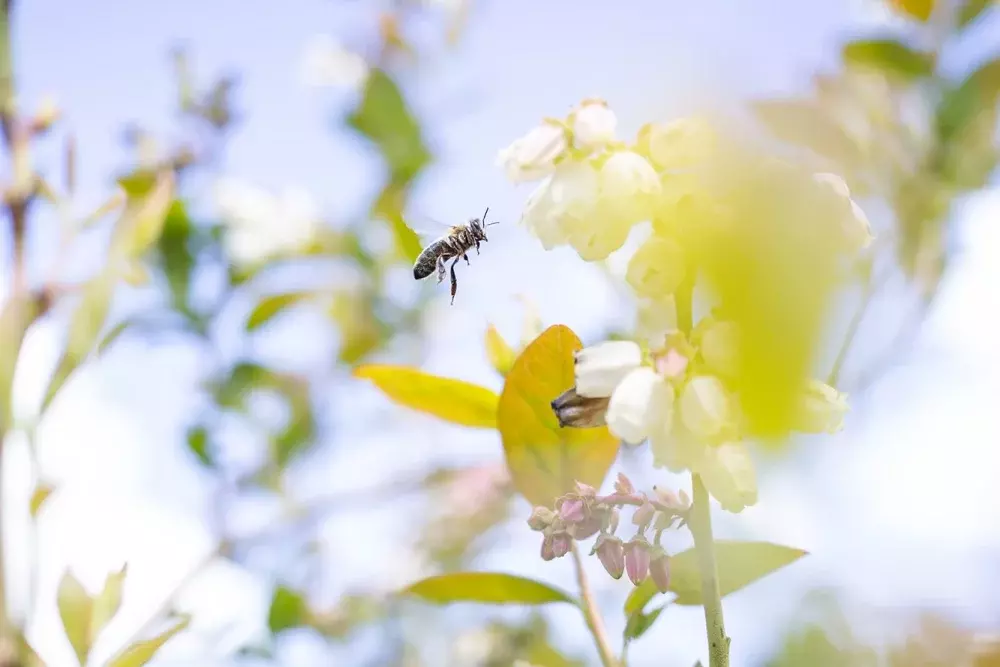 Feld mit Bienen