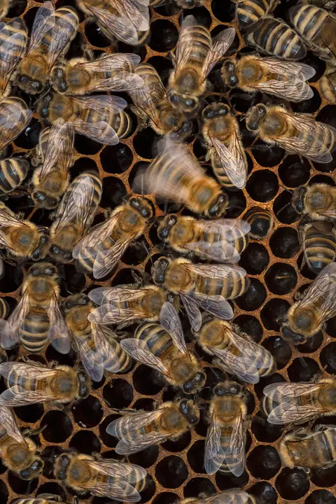 Auf diesem Bild sieht man einen Schwarm Bienen in einem Bienenstock. Die Bienen befinden sich auf einer Honigwabe. Eine der Bienen ist etwas verschwommen, wodurch man die Bewegung der Biene deutlich erkennt.