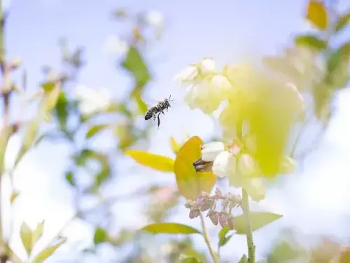 Biene auf Blüte 