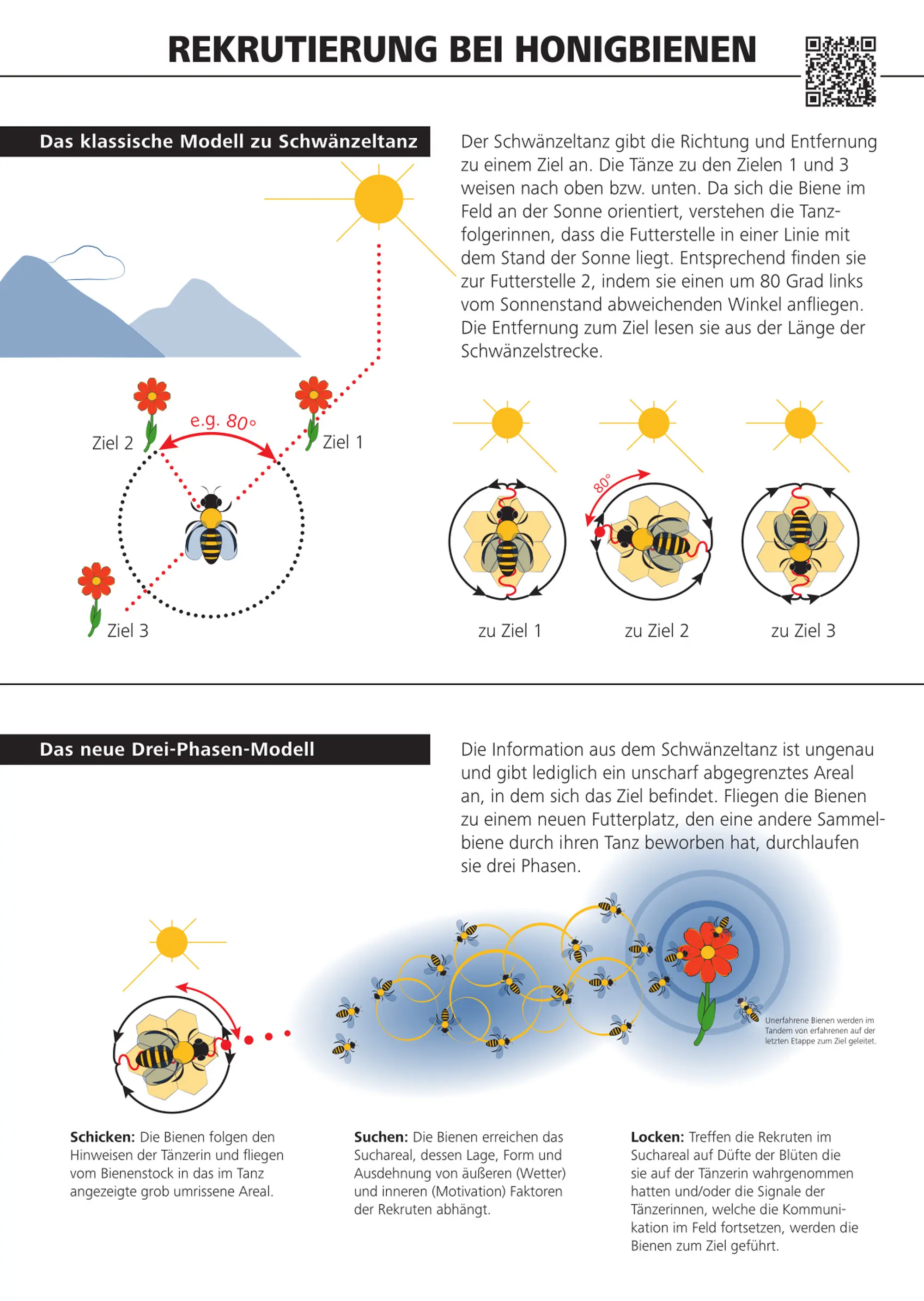 Dieses Bild zeigt eine Abbildung, die die Rekrutierung bei Honigbienen darstellt. Im ersten Schritt wird hier das klassische Modell zum Schwänzeltanz dargestellt. Hierbei ist dieses Modell mit kleinen Bildern aufgezeichnet und in einem beistehenden Text erläutert. Genauso bei dem zweiten Teil dieses Bildes, welches das neue Drei-Phasen-Modell darstellt.
