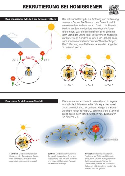 Dieses Bild zeigt eine Abbildung, die die Rekrutierung bei Honigbienen darstellt. Im ersten Schritt wird hier das klassische Modell zum Schwänzeltanz dargestellt. Hierbei ist dieses Modell mit kleinen Bildern aufgezeichnet und in einem beistehenden Text erläutert. Genauso bei dem zweiten Teil dieses Bildes, welches das neue Drei-Phasen-Modell darstellt.