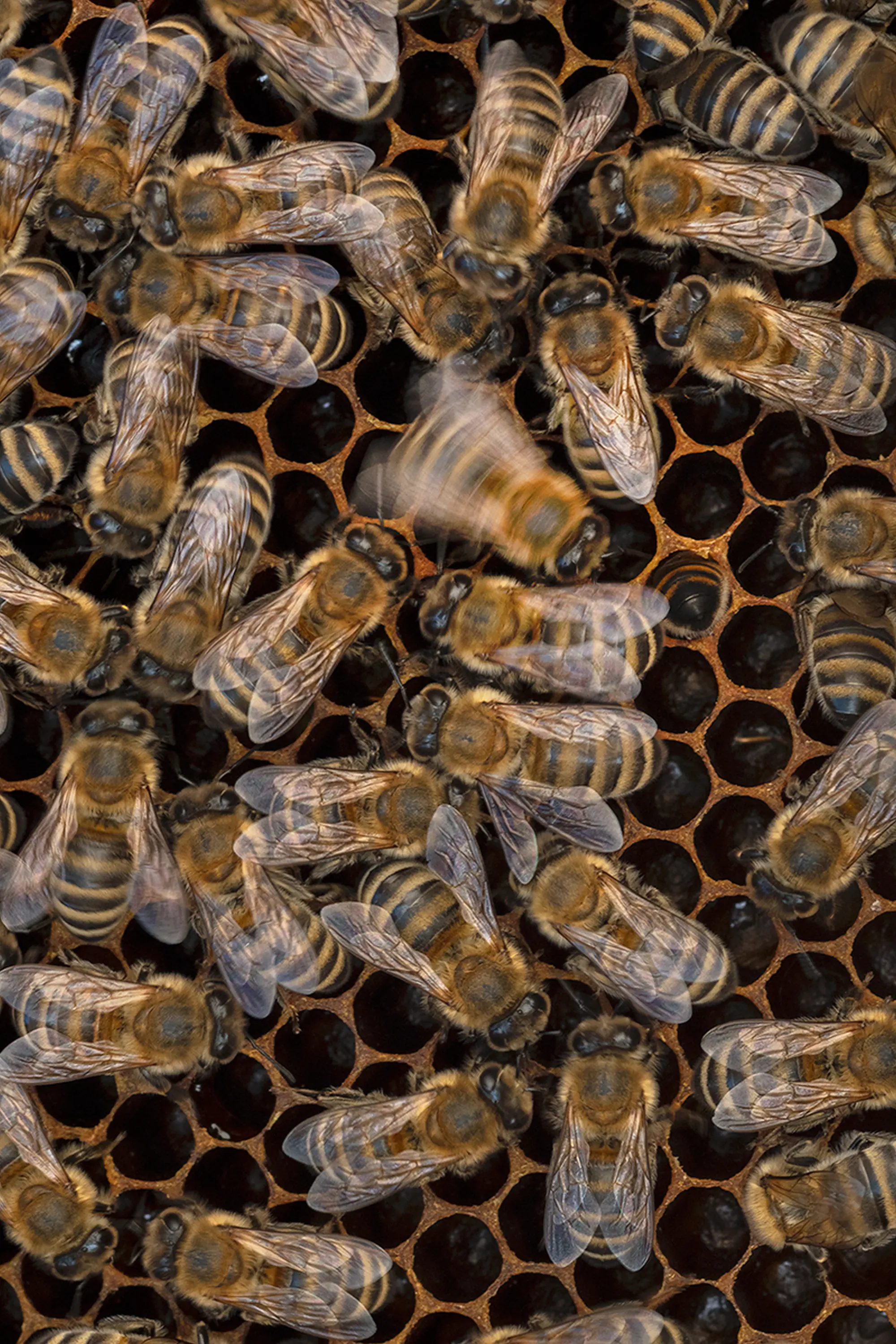 Auf diesem Bild sieht man einen Schwarm Bienen in einem Bienenstock. Die Bienen befinden sich auf einer Honigwabe. Eine der Bienen ist etwas verschwommen, wodurch man die Bewegung der Biene deutlich erkennt.