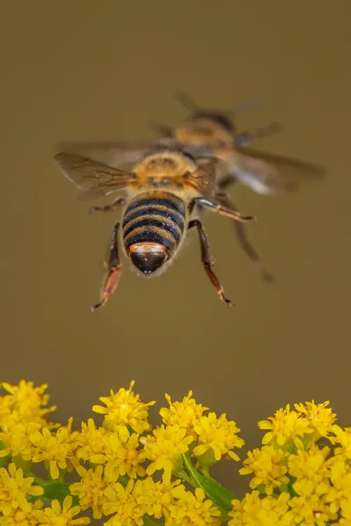 Auf diesem Bild sieht man zwei Bienen, die in der Luft fliegen und auf der Suche sind. Unterhalb der Bienen erkennt man gelbe Blumen. Die Richtung, in die die Bienen fliegen ist nicht erkenntlich.